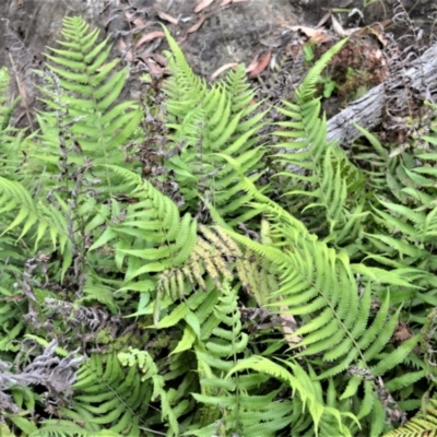 Christella dentata (Binung) at Bamarang, NSW - 17 Jan 2023 by plants