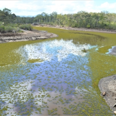 Salvinia molesta (Salvinia) at Mundamia, NSW - 12 Nov 2021 by plants