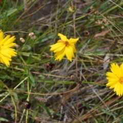 Coreopsis lanceolata (Lance-leaf Coreopsis) at Mundamia, NSW - 16 Jan 2023 by plants