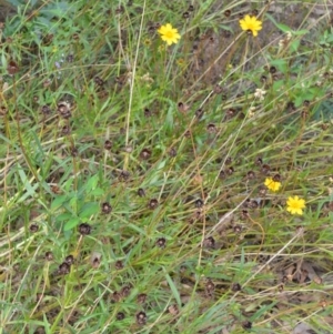 Coreopsis lanceolata at Mundamia, NSW - 17 Jan 2023 01:44 AM