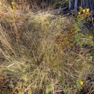 Nassella trichotoma at Watson, ACT - 16 Jan 2023