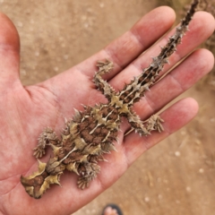 Moloch horridus (Thorny Devil) at Cape Range National Park, WA - 17 Nov 2022 by AaronClausen