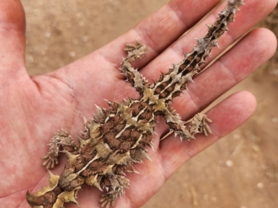 Moloch horridus (Thorny Devil) at Cape Range National Park, WA - 17 Nov 2022 by AaronClausen