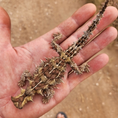 Moloch horridus (Thorny Devil) at Cape Range National Park, WA - 18 Nov 2022 by AaronClausen