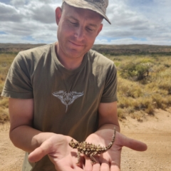 Moloch horridus at Cape Range National Park, WA - 18 Nov 2022 10:04 AM