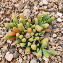 Unverified Cactus / Succulent at Nullarbor, SA - 27 Nov 2022 by AaronClausen