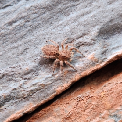 Unidentified Spider at Karijini, WA - 7 Nov 2022 by AaronClausen