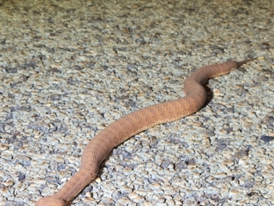 Antaresia stimsoni at Karijini, WA - 5 Nov 2022 by AaronClausen