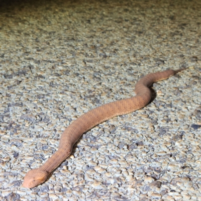 Antaresia stimsoni at Karijini, WA - 5 Nov 2022 by AaronClausen