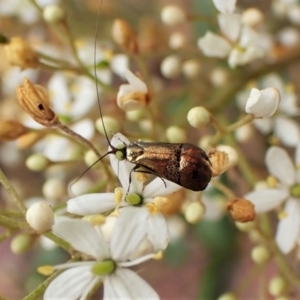 Nemophora sparsella at Cook, ACT - 16 Jan 2023 02:53 PM