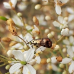 Nemophora sparsella at Cook, ACT - 16 Jan 2023