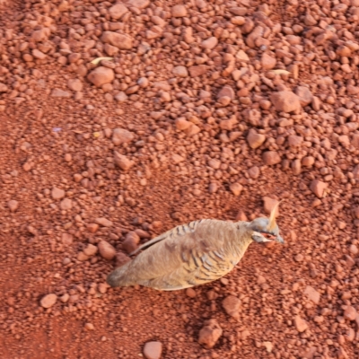Geophaps plumifera (Spinifex Pigeon) at Wittenoom, WA - 5 Nov 2022 by AaronClausen