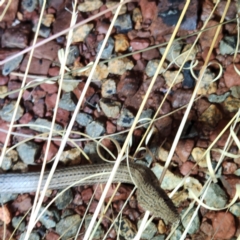 Lialis burtonis (Burton's Snake-lizard) at Karijini, WA - 4 Nov 2022 by AaronClausen