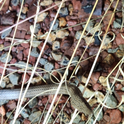 Lialis burtonis (Burton's Snake-lizard) at Karijini, WA - 4 Nov 2022 by AaronClausen