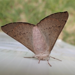 Oenochroma subustaria at Cook, ACT - 16 Jan 2023