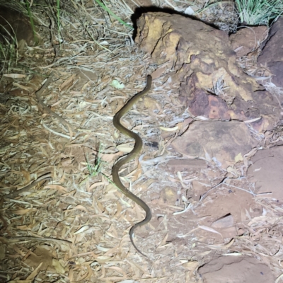 Pseudechis australis (Mulga Snake) at Karijini, WA - 4 Nov 2022 by AaronClausen