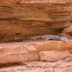 Varanus tristis at Karijini, WA - 5 Nov 2022 by AaronClausen