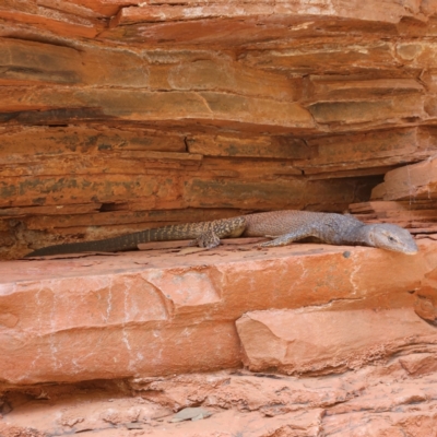 Varanus tristis at Karijini, WA - 5 Nov 2022 by AaronClausen