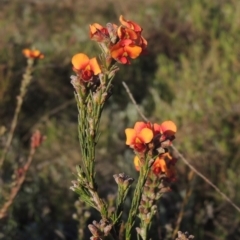 Dillwynia sericea (Egg And Bacon Peas) at Theodore, ACT - 15 Oct 2022 by MichaelBedingfield