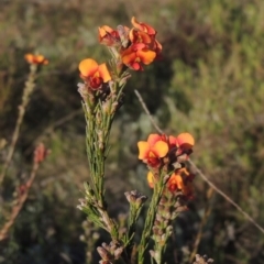 Dillwynia sericea (Egg And Bacon Peas) at Melrose - 15 Oct 2022 by michaelb