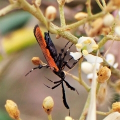 Snellenia lineata (Lycid-mimicking Moth) at Cook, ACT - 16 Jan 2023 by CathB