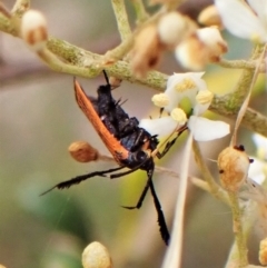 Snellenia lineata at Cook, ACT - 16 Jan 2023