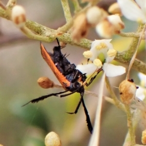 Snellenia lineata at Cook, ACT - 16 Jan 2023