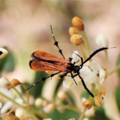 Snellenia lineata at Cook, ACT - 16 Jan 2023 03:06 PM