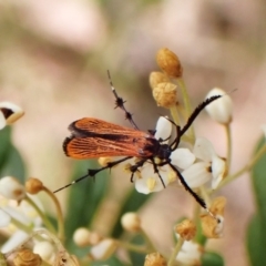 Snellenia lineata at Cook, ACT - 16 Jan 2023