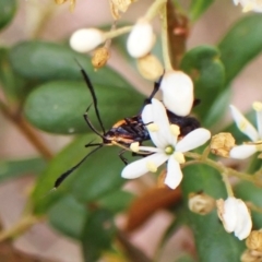 Snellenia lineata at Cook, ACT - 16 Jan 2023 03:06 PM