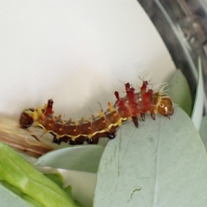 Opodiphthera eucalypti at Cook, ACT - 17 Jan 2023 03:27 PM