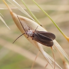 Monophlebidae sp. (family) (Mealy Bugs) at Cook, ACT - 16 Jan 2023 by CathB