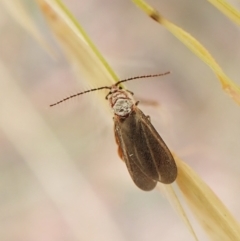 Monophlebidae sp. (family) at Cook, ACT - 16 Jan 2023