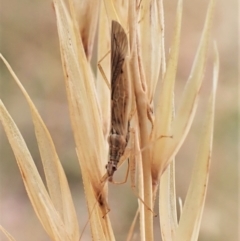 Nabis sp. (genus) (Damsel bug) at Mount Painter - 16 Jan 2023 by CathB