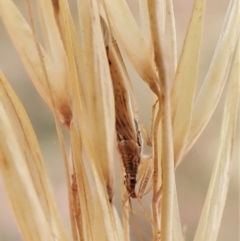 Nabis sp. (genus) at Cook, ACT - 16 Jan 2023