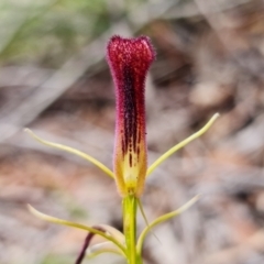 Cryptostylis hunteriana (Leafless Tongue Orchid) at Vincentia, NSW - 10 Jan 2023 by RobG1