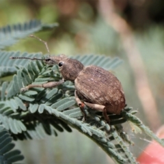 Leptopiini (tribe) (Weevil) at Tennent, ACT - 10 Jan 2023 by CathB