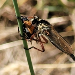 Zosteria sp. (genus) (Common brown robber fly) at Budjan Galindji (Franklin Grassland) Reserve - 17 Jan 2023 by trevorpreston