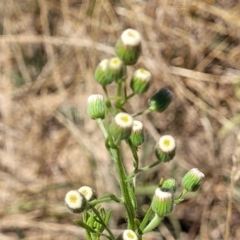 Erigeron bonariensis (Flaxleaf Fleabane) at Budjan Galindji (Franklin Grassland) Reserve - 17 Jan 2023 by trevorpreston
