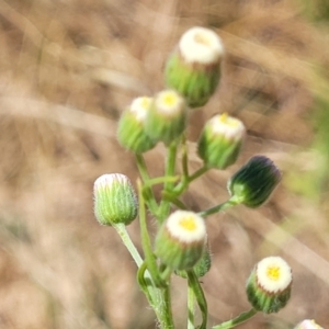 Erigeron bonariensis at Harrison, ACT - 17 Jan 2023