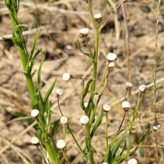 Erigeron bonariensis at Harrison, ACT - 17 Jan 2023 11:52 AM