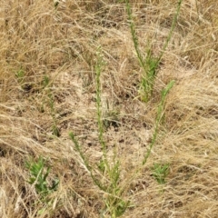 Erigeron bonariensis at Harrison, ACT - 17 Jan 2023