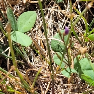 Glycine tabacina at Harrison, ACT - 17 Jan 2023 11:50 AM