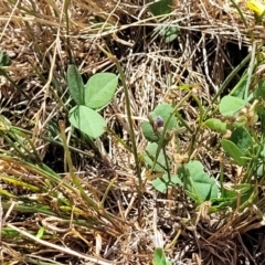 Glycine tabacina at Harrison, ACT - 17 Jan 2023 11:50 AM