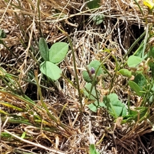 Glycine tabacina at Harrison, ACT - 17 Jan 2023 11:50 AM