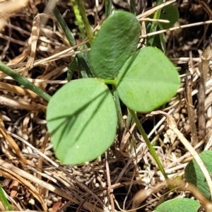 Glycine tabacina at Harrison, ACT - 17 Jan 2023 11:50 AM