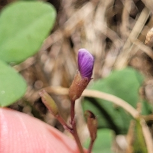 Glycine tabacina at Harrison, ACT - 17 Jan 2023 11:50 AM