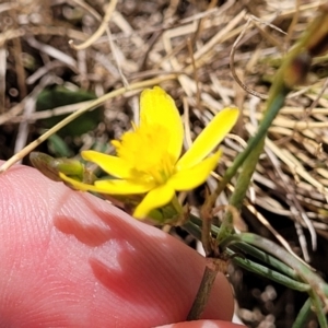 Tricoryne elatior at Harrison, ACT - 17 Jan 2023