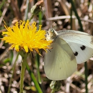 Pieris rapae at Harrison, ACT - 17 Jan 2023 11:46 AM