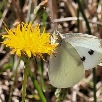 Pieris rapae (Cabbage White) at Budjan Galindji (Franklin Grassland) Reserve - 17 Jan 2023 by trevorpreston